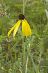 Pinnate prairie coneflower